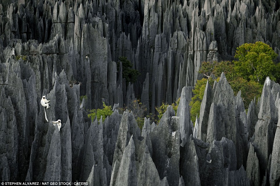 A Luxury Safari With the Lemurs