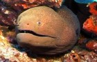 Deep Sea Diving in the Seychelles