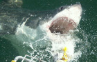 Go Cage Diving With The Sharks In Gansbaai South Africa