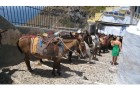 Explore the Island of Santorini on a Mule Ride