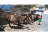 Explore the Island of Santorini on a Mule Ride