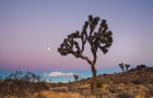 Explore Joshua Tree National Park’s 8000 Rock Climbing Routes