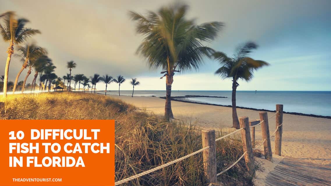 The 10 Most Difficult Fish To Catch In Florida The AdvenTourist